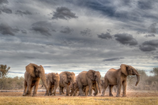 elephant herd