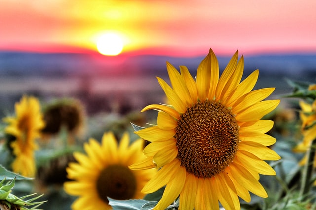 sunflower field